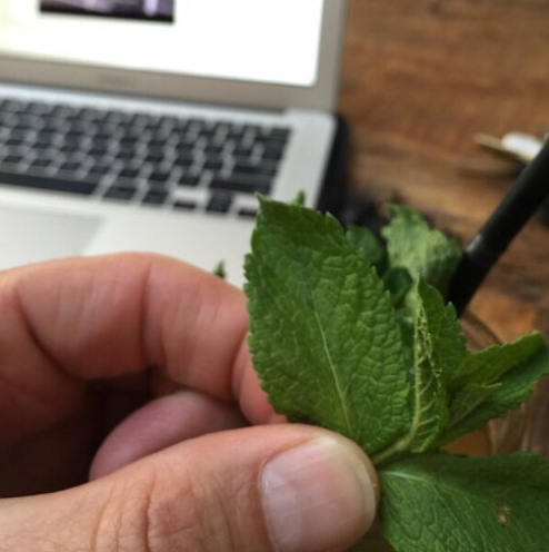 PlantNet - The Shazam for plants