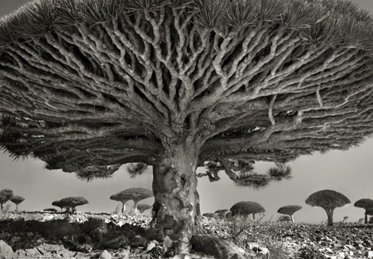 NY Resolution; Starting with Beth Moon
