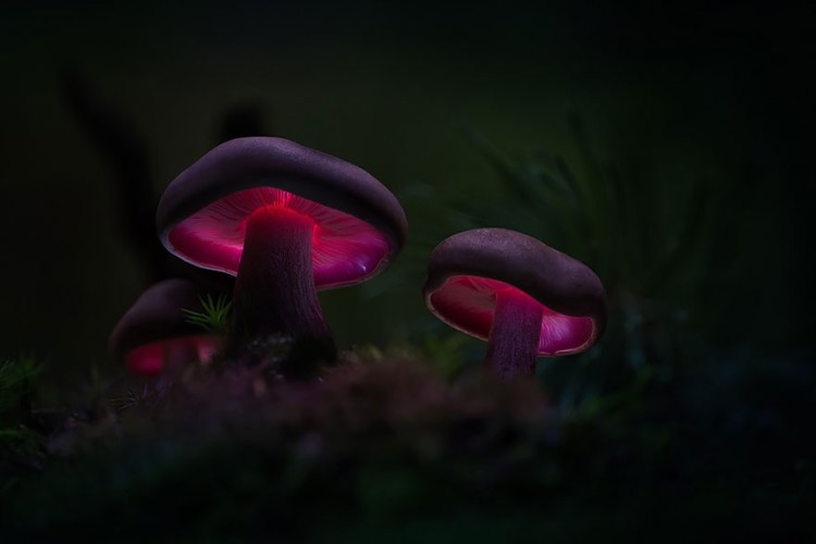 Martin, addicted to magic mushrooms