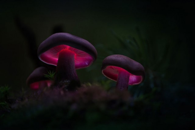 Martin, addicted to magic mushrooms