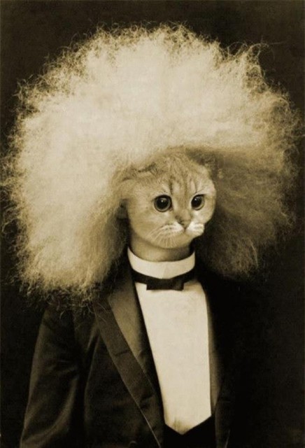 Curiosity hasn't killed this cat