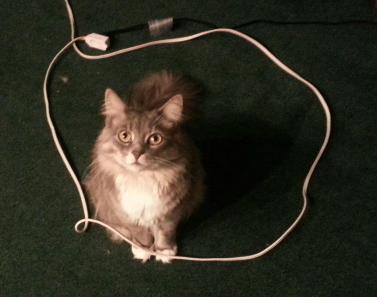 Trick your cat