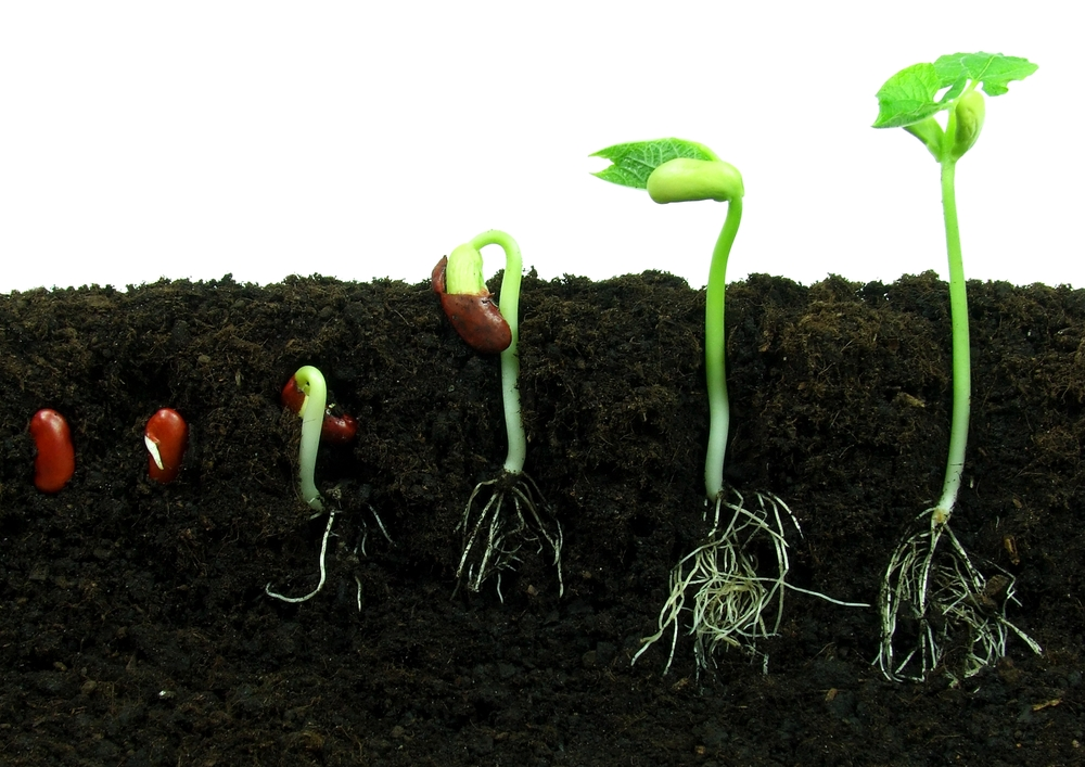 Now we need to grow.