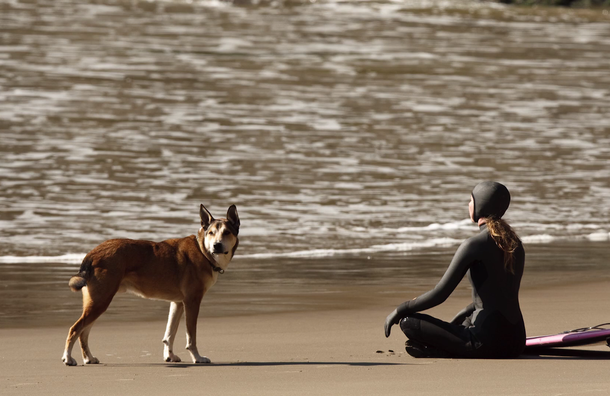 What we can learn from dogs