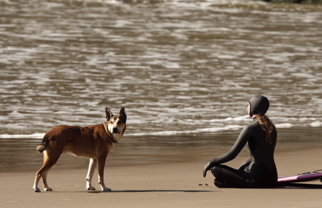 What we can learn from dogs