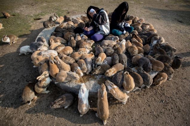 Easter Bunny training