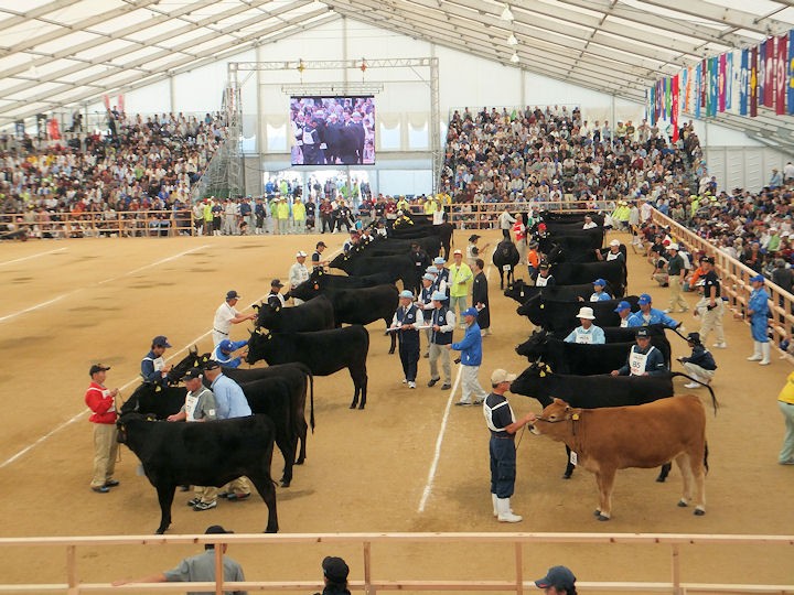 Wagyu show in Sasebo (Japan) ATSASEBO (WIKIPEDIA)