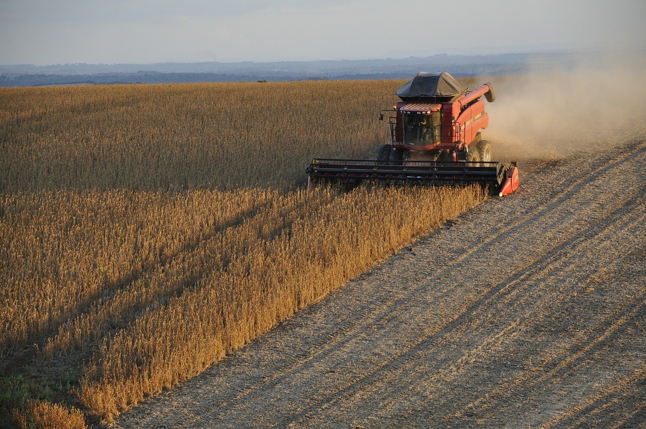 Soybean harvest