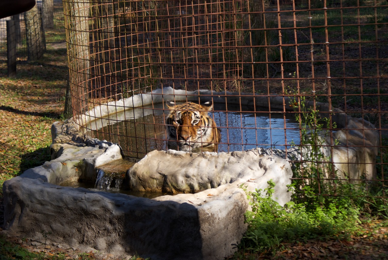 A tiger photographed at Big Cat Rescue. Source: Wikimedia Commons