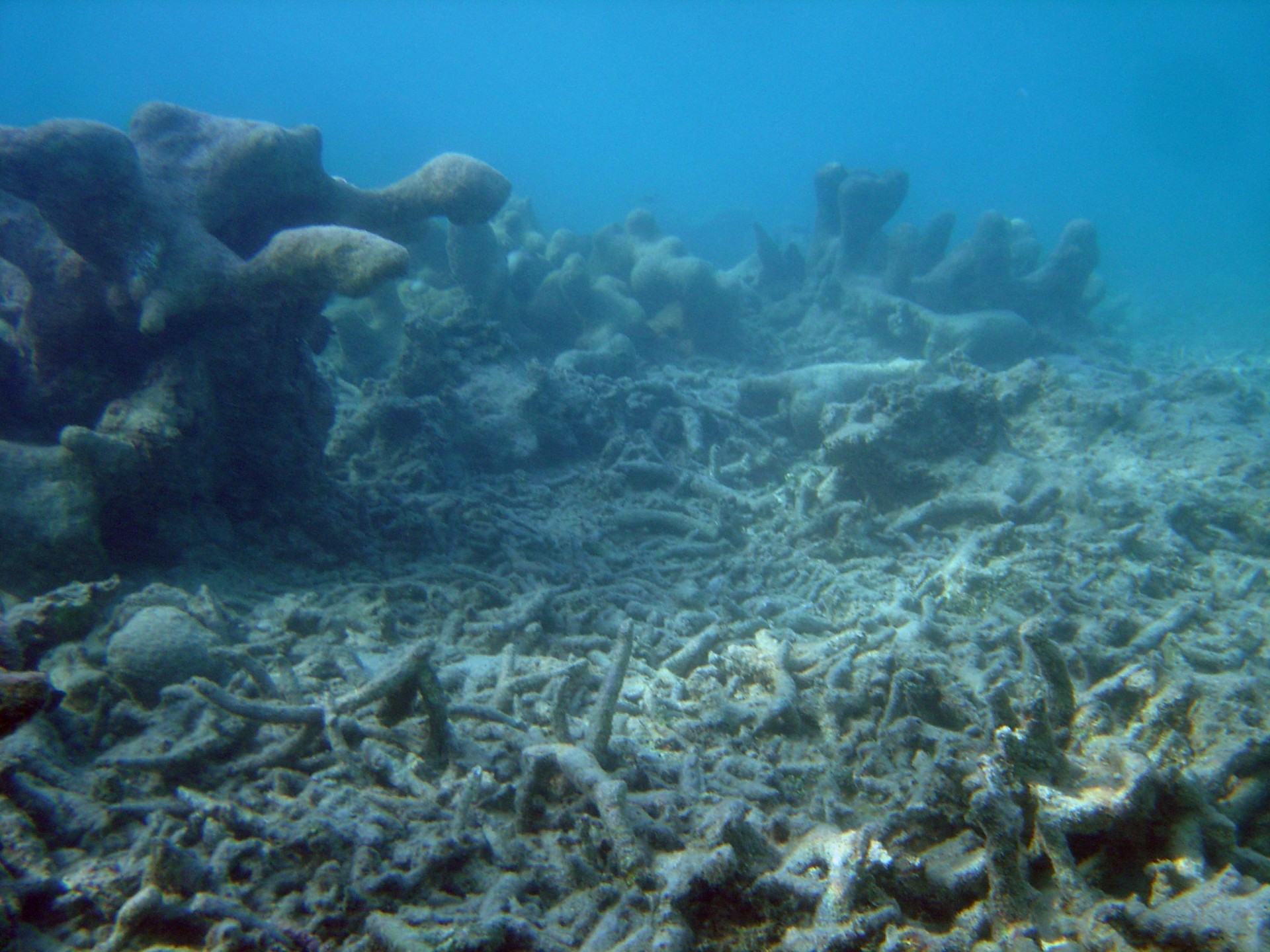 A coral "cemetery" by David Burdick