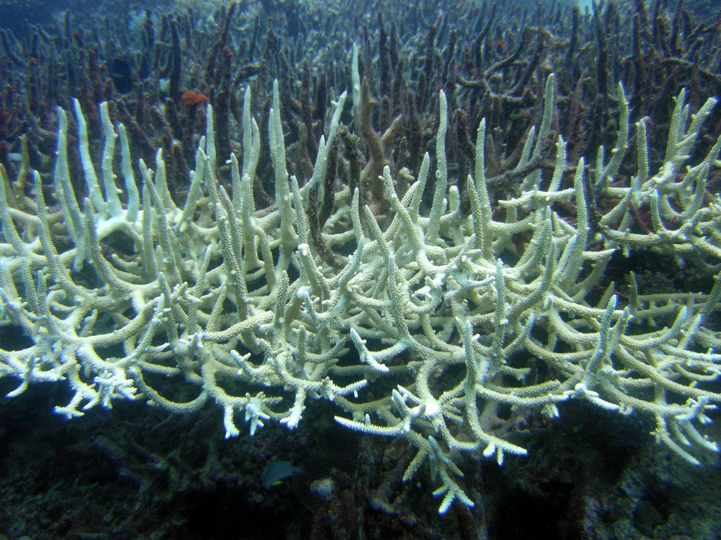 Bleached Staghorn Coral by Mat Kieffer