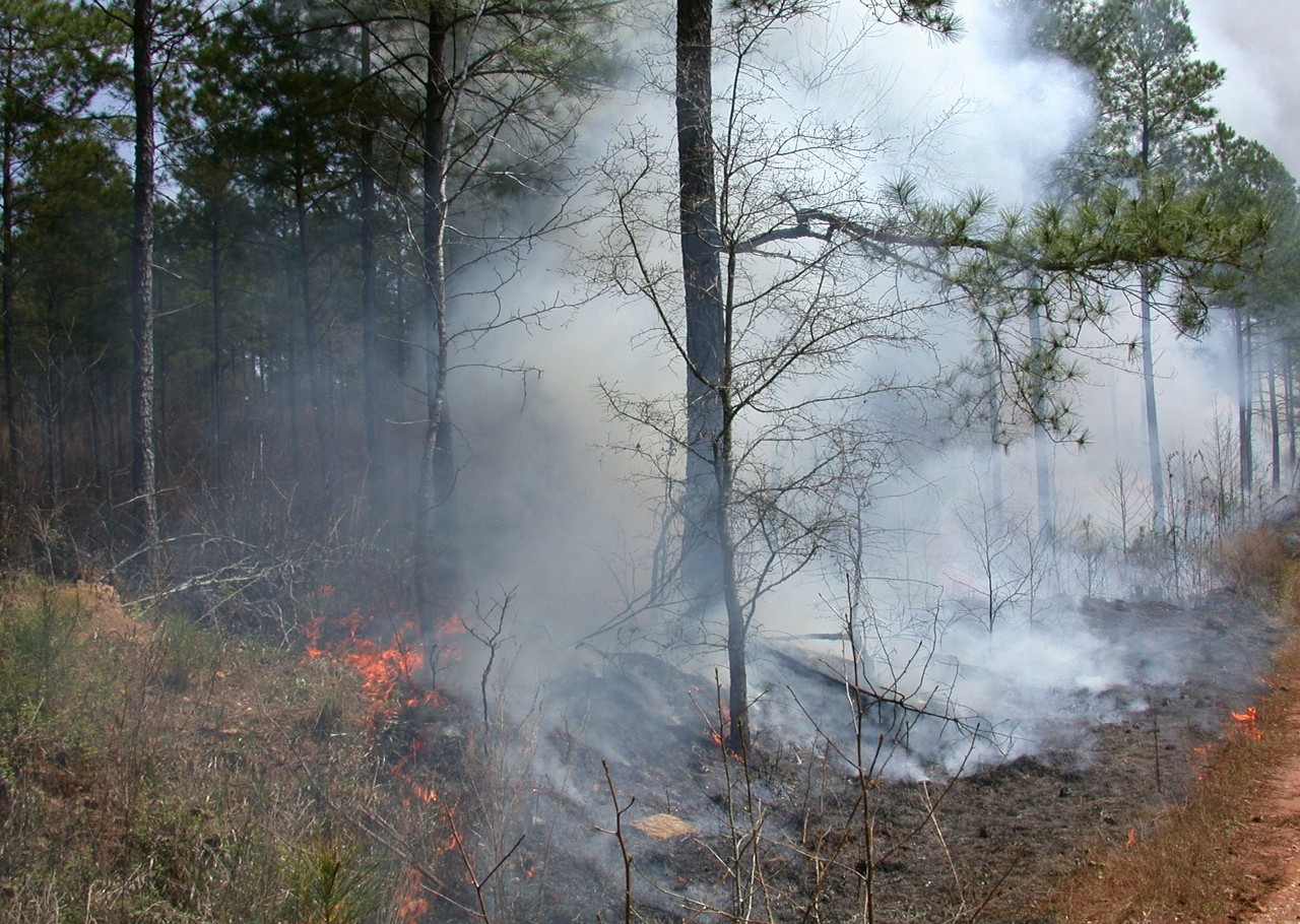 Slash-and-burn agriculture is often the only way poor people in Madagascar can earn any income. Image by M. Barnett from Pixabay.