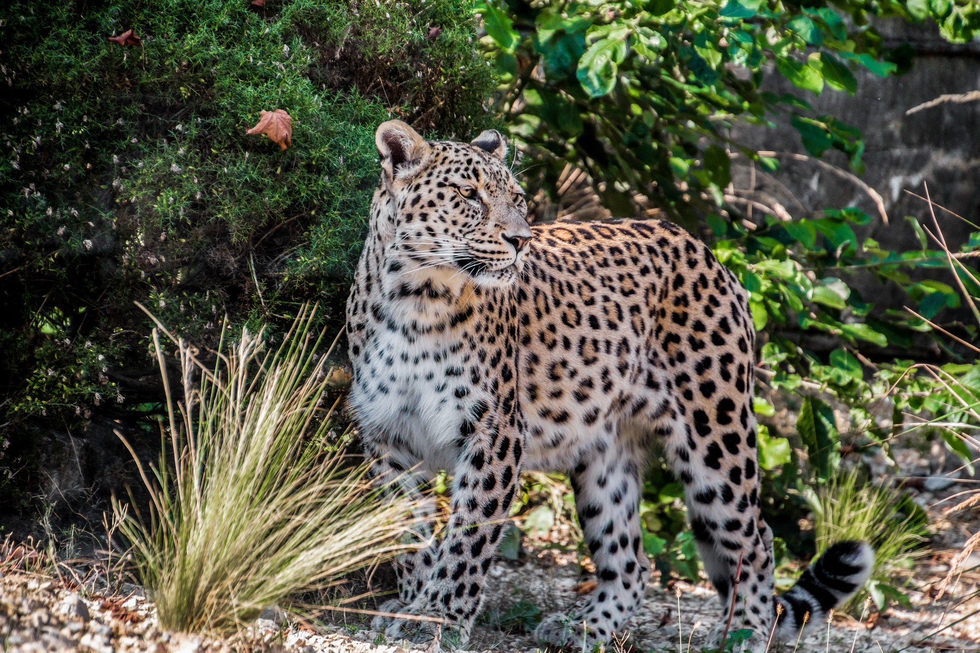 War between Iraq and Iran in the 1980s forced people from the border territory where the Persian leopard lives