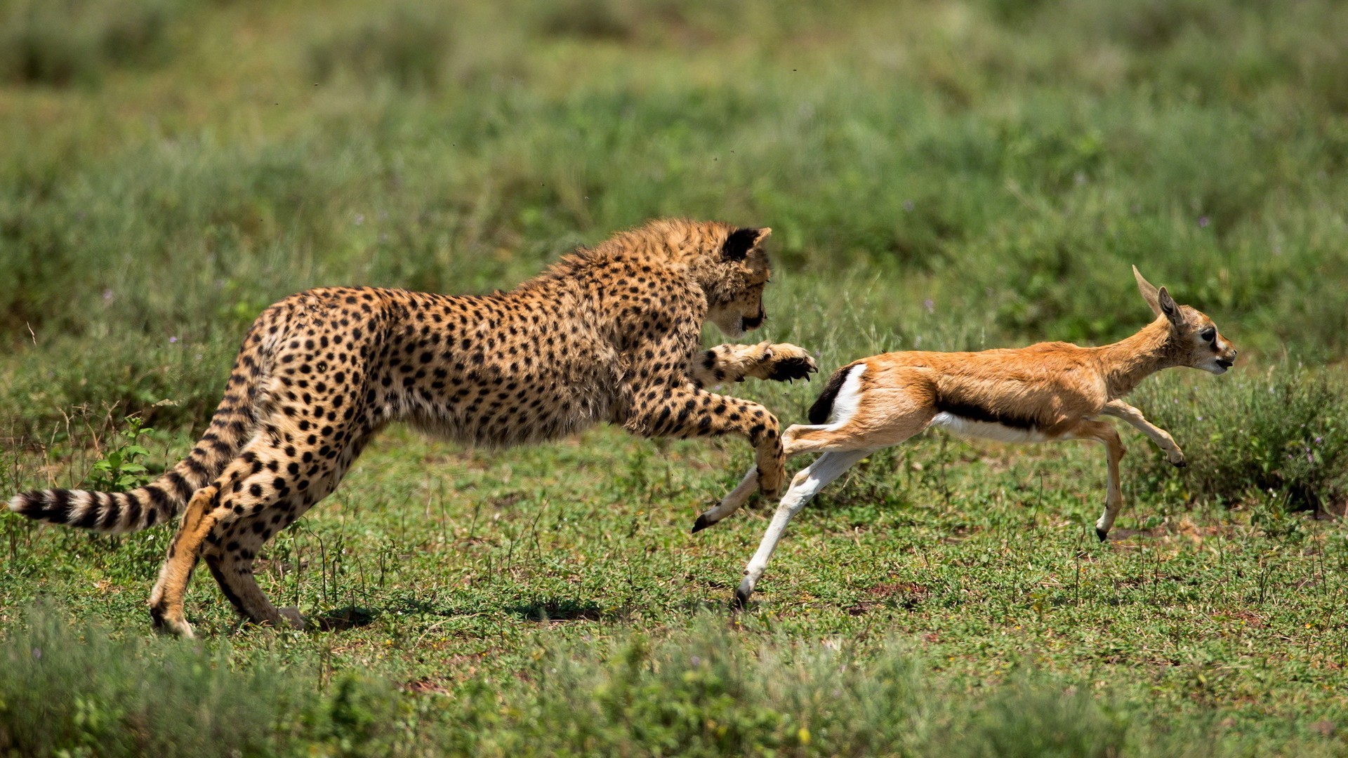 Predation is an ecological process. Factory farming, not so much.