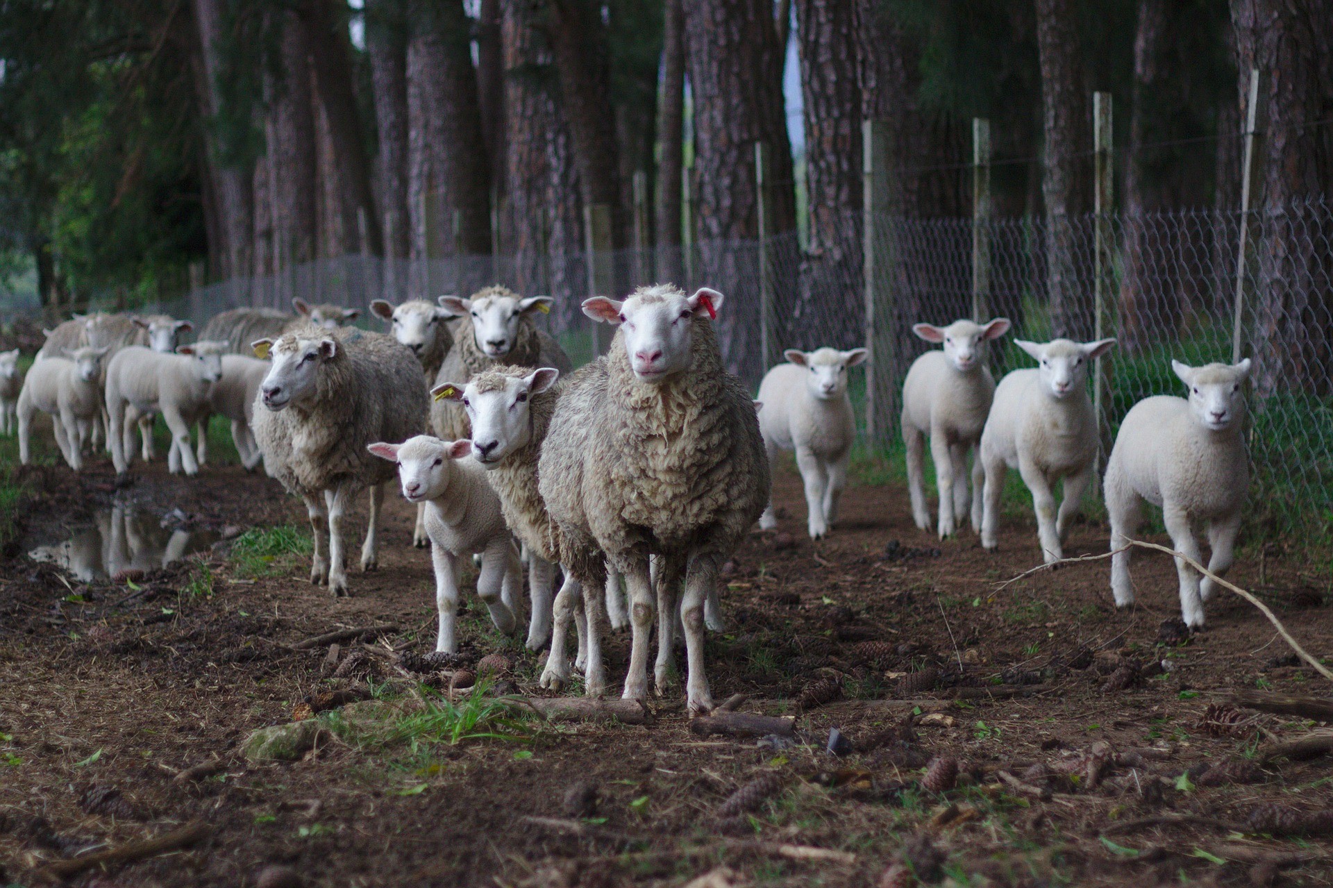 No extinction risk for ‘commodity species’.